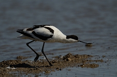David Plant Photography - Wildlife Photography - Avocet - Q